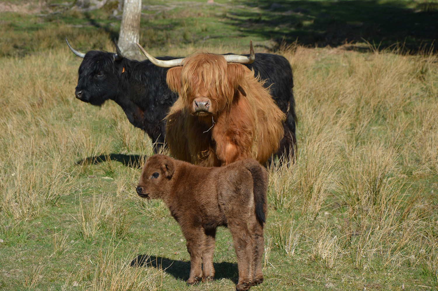 Mairie de Turquestein-Blancrupt
